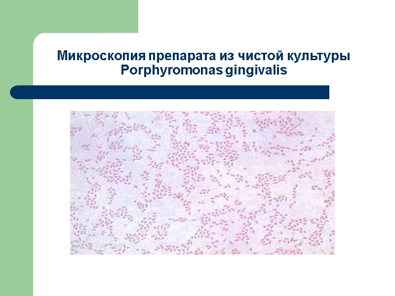 Микроскопия препарата из чистой культуры Porphyromonas gingivalis